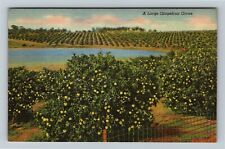 FL-Florida, Grapefruit Grove, Pond Vintage Souvenir Postcard picture