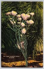 Night Blooming Cereus Flower Floral Linen Sandoval News El Paso Tucson Postcard picture