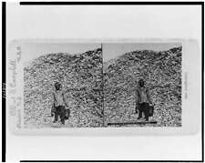Photo of Stereograph,A Virginian Oyster Shucker,c1896,African American,Shellfish picture