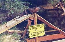 Natures Fish Bowl Posted Homosassa Springs FL Otter Vintage Chrome Post Card picture