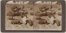 ILLINOIS SV - Feeding Hogs - Underwood 1900s picture