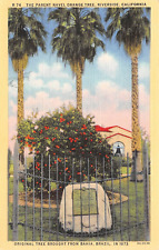 D2162 The Parent Navel Orange Tree, Riverside CA 1932 Teich Linen PC No. 2A-H138 picture