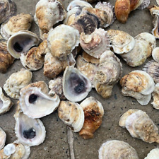 Oyster Shells Lot Of 500, Cleaned 2”-4+”, Great for crafts picture