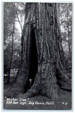c1910's Mother Tree Big Basin California CA RPPC Photo Unposted Antique Postcard picture