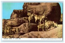 c1950's Barbara Sheep St. Louis Zoo Missouri MO Unposted Vintage Postcard picture