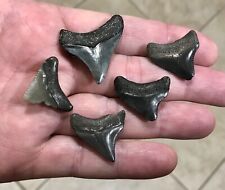 RARELY OFFERED MEGALODON JUVENILE/NEWBORN -VARIOUS LOCATIONS-Shark Tooth Fossils picture