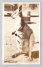 Postcard RPPC Wallaroo San Francisco Zoological Gardens Kangaroo California picture