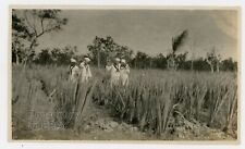 Vintage Photograph 1920s Philippines Cebu Pineapple Field Navy Sailors Photo picture