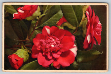 c1950s Pink Flowers Boquet Camellia Japonica Antique Postcard picture
