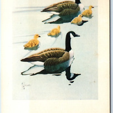 c1950s Betty Carnes Series 4 Canada Goose Water Color Art PC Francis Jaques A231 picture