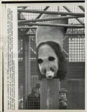 1975 Press Photo Panda Ching-Ching Does Handstand at London Zoo, England picture