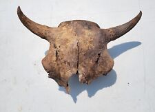Bison Skull Cap real historic buffalo skull river find picture