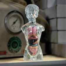 Translucent Female Torso, Human Anatomy Medical Model, Oddities, Curiosities picture