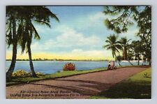 Bradenton FL-Florida, Coconut Palms Along Manatee River, Vintage Postcard picture