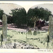 c1900s Lake Worth, Florida Stereo Card Cactus Spikey 3D Litho Photo FL Fla V12 picture