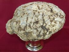Huge Unopened KY Turtle Shaped Geode Large 14.7 lbs Crystal Quartz Natural Gift picture