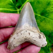 Large Summerville Angustidens Shark Tooth Fossil Sharks Teeth South Carolina picture