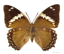 NYMPHALIDAES CHARAXES NUMENES FEMALE NUMENES Central Africa picture