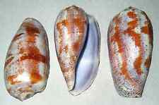 Conus Geographus ~ Cone Seashell 2