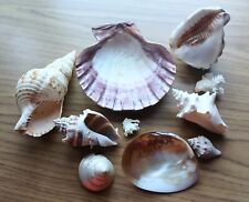Vtg 10 Pc Mixed Lot Of Natural Sea Shells Florida Keys picture