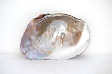 Oyster Shell Pearls Vintage Antique Rare Decorative Collectibles G-3 picture