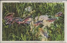Florida Postcard Silver Springs Linen Travel Vacation Curt Teich 1945 Posted picture
