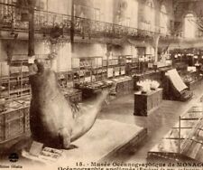Oceanographic Museum Monaco Interior view Taxidermy Elephant Seal Old Postcard picture