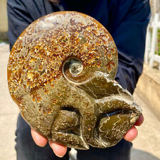 1.6LB Rare Natural Tentacle Ammonite FossilSpecimen Shell Healing Madagascar picture