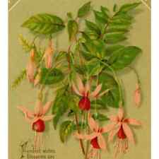 1880-90's Birthday Wishes Fuchsia Flowers Victorian Trade Card Lovely-T1 picture