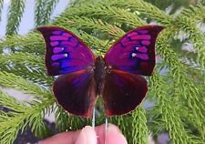 ANAEA TYRIANTHINA PURPLE A- RARE BUTTERFLY MOUNTED RIKER FRAMED NEW ARRIVAL picture