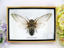 Pomponia intermedia XXL, Genuine Giant Cicada in 3D Showcase - Museum Quality picture