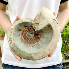 2.84LB Natural Ammonite Fossil Conch bowl Quartz Crystal Specimen decor picture