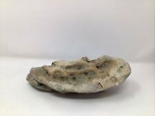 Unpolished Petoskey Stone Double Sided Color in the Stone 3 lbs. 14 oz Michigan picture