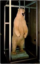 Polar Bear at First National Bank of Nevada Reno Lobby Taxidermy Chrome Postcard picture