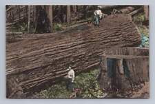 Humboldt Redwood 