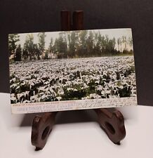 Vintage Postcard, Field of Calla Lilies, Souther California, Fullerton picture