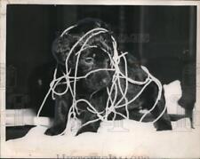 1949 Press Photo Puppy Covered In String picture