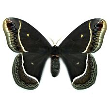 Eupackardia calleta female black saturn moth Arizona USA UNMOUNTED/WINGS CLOSED picture