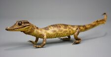 Vintage Baby Alligator Taxidermy, Full Body,  Mid-20th Century, 17