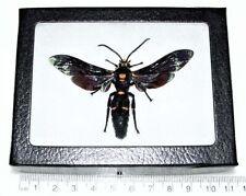 Megascolia procer male REAL FRAMED HORNET WASP INDONESIA picture