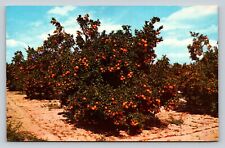 c1971 Beautiful Orange Groves In Central Florida VINTAGE Postcard 5c picture