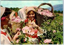 Postcard - Rose picking - Bulgaria picture