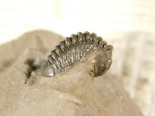 Phacops?? Trilobite Fossil 100% Natural Morocco 97.8gr picture