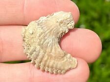 France Fossil Bivalve Ostrea cubitus Eocene Age Oyster Shell picture