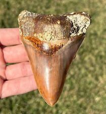 COLORFUL Indonesian Megalodon Tooth HUGE 4” Natural Fossil Shark Tooth Indonesia picture