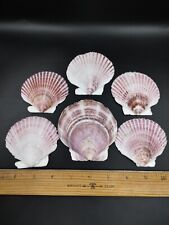 6 Large Flat Scallops Shells Seashells Crafts Beach Cottage Decor picture