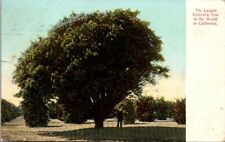Postcard The Largest Umbrella Tree In The World In CA 1908 picture