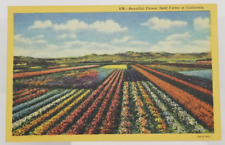 Postcard Beautiful Flower Seed Farms, Santa Maria, California Unposted picture