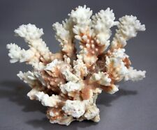 Genuine White Branch Coral 6