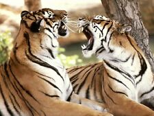 TIGERS - BENGAL 8X10 GLOSSY PHOTO PICTURE IMAGE #10 picture